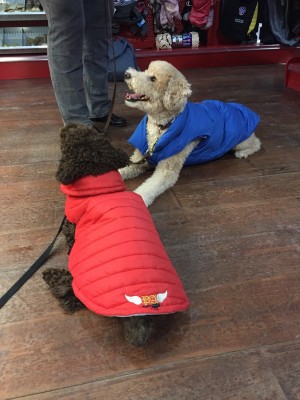 La version canine des BFF.